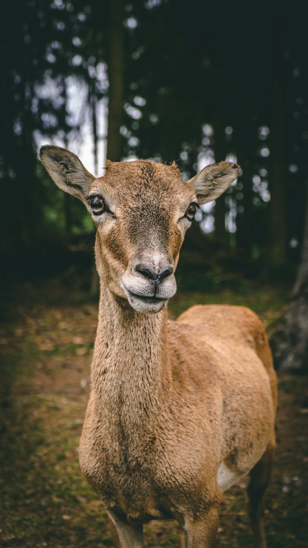 brown deer in forest during daytime