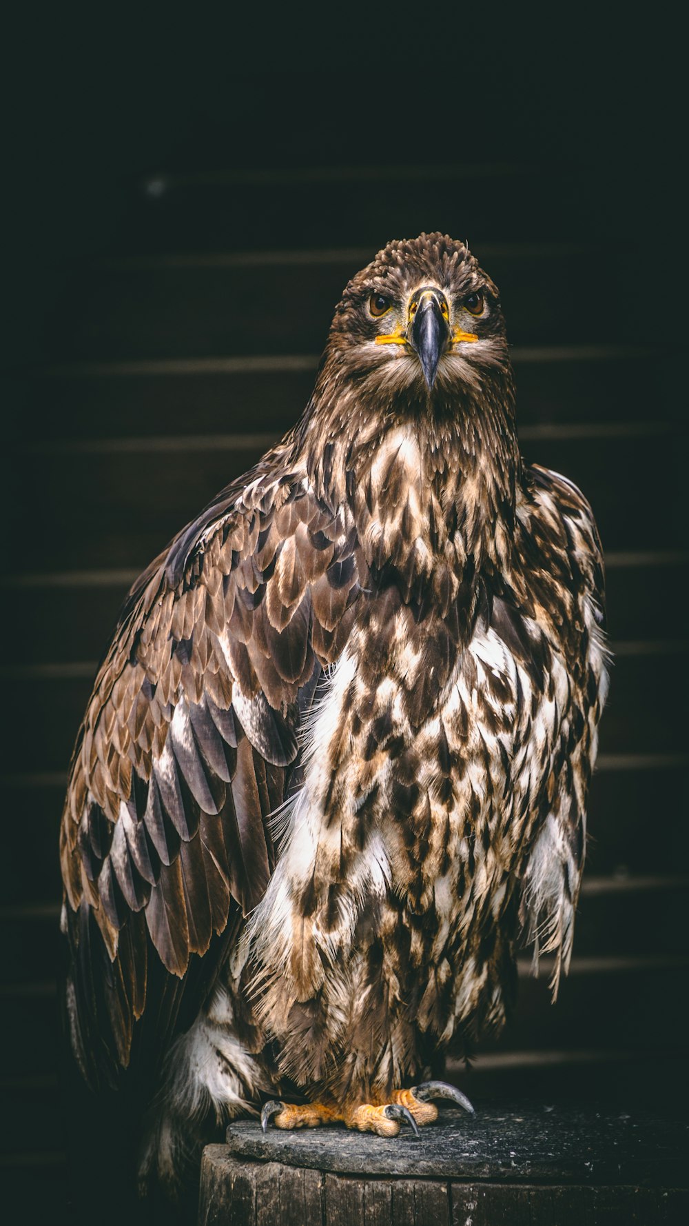Águila marrón y blanca en fotografía de primer plano