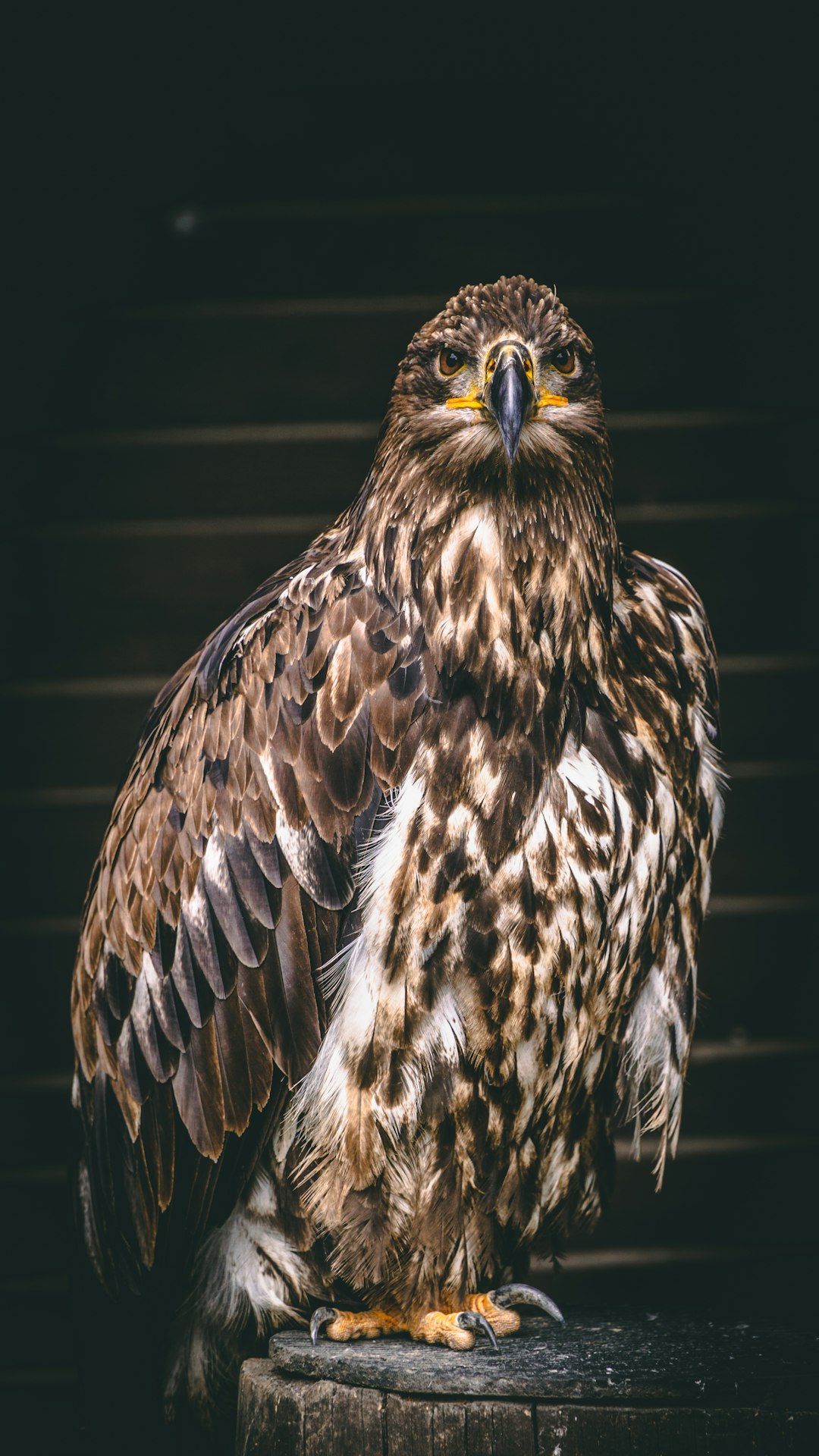  brown and white eagle in close up photography hawk