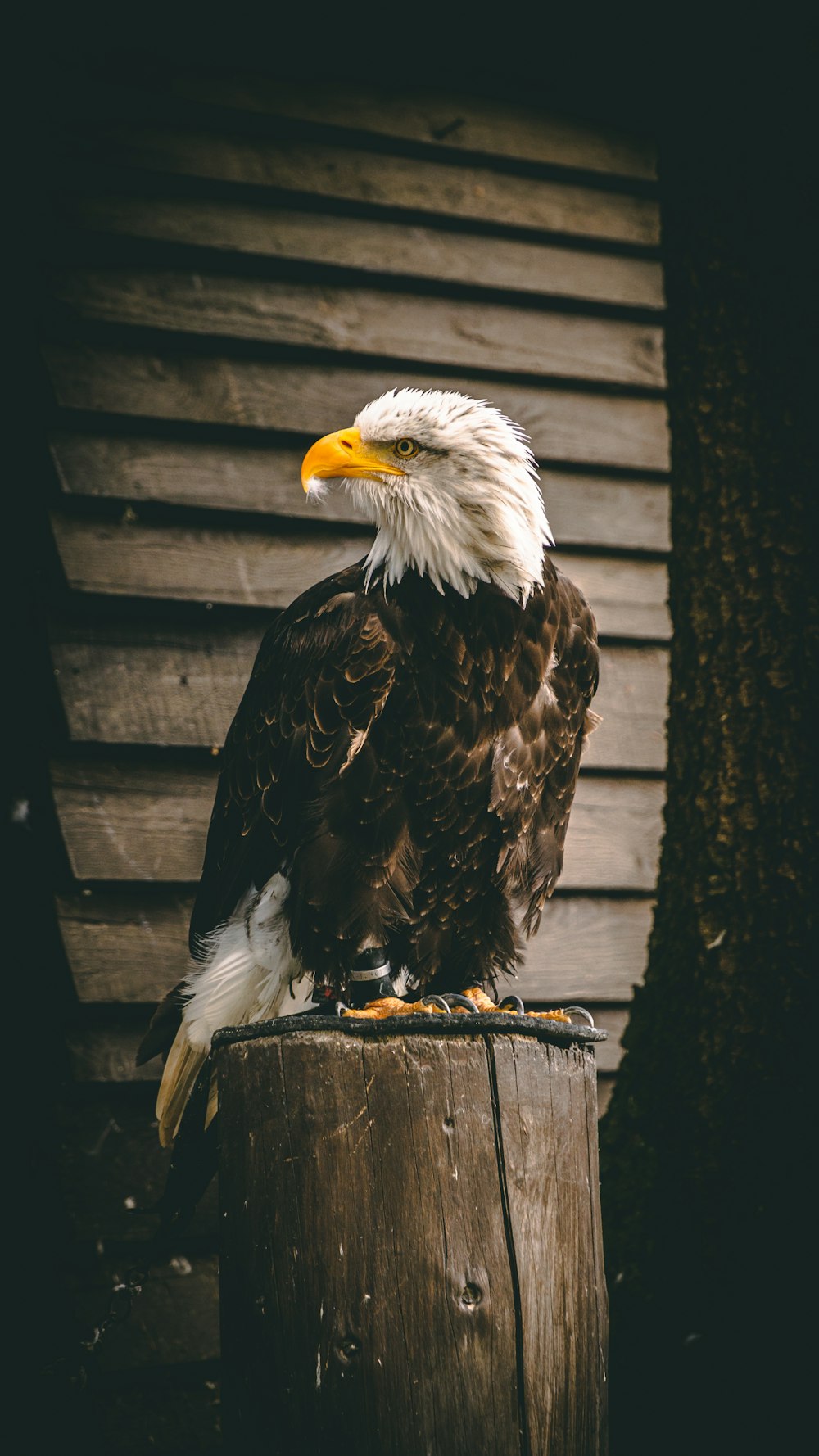 águila blanca y negra sobre valla de madera negra