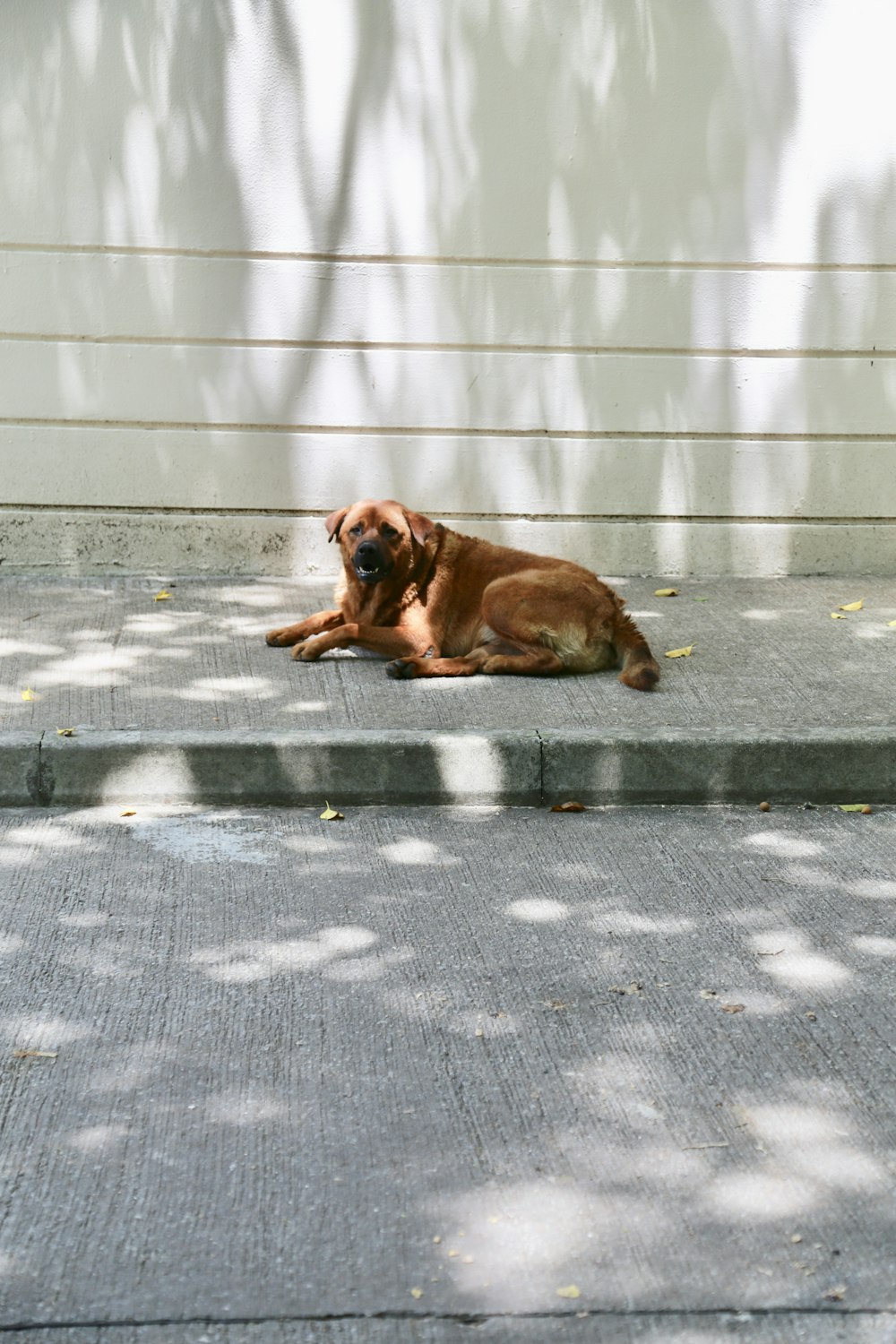 brown short coated dog lying on gray concrete floor