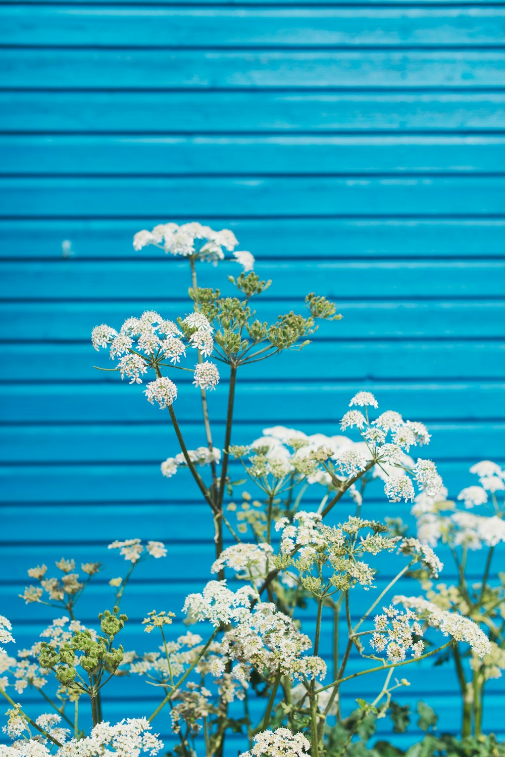 weiße Blüten mit grünen Blättern