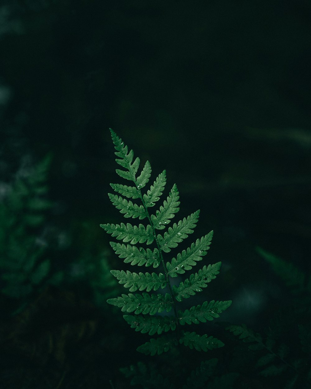 pianta di felce verde in fotografia ravvicinata