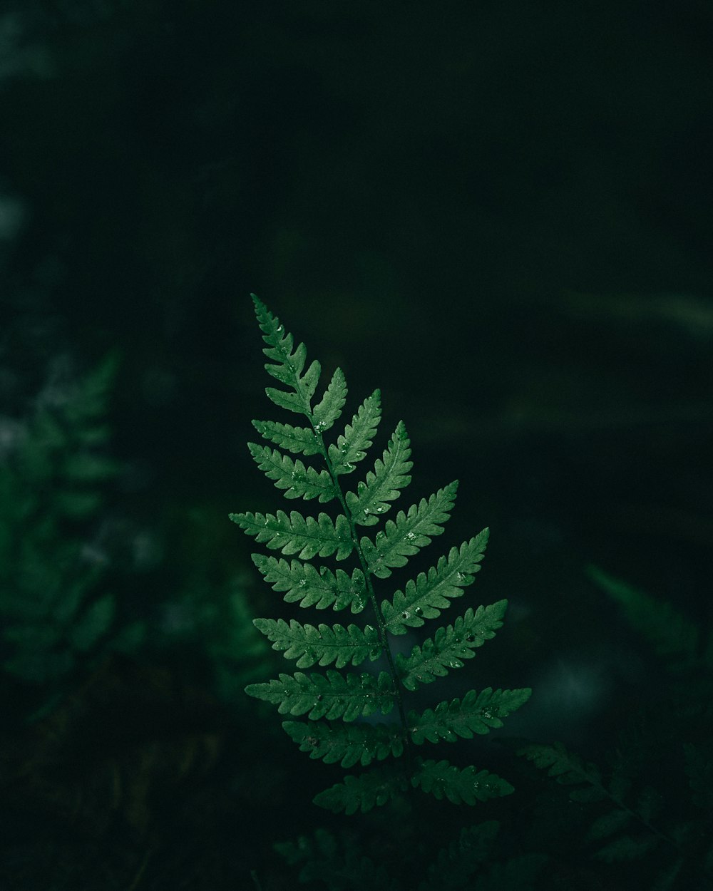 planta de samambaia verde em fotografia de perto