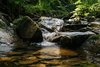 green moss on gray rocks in river