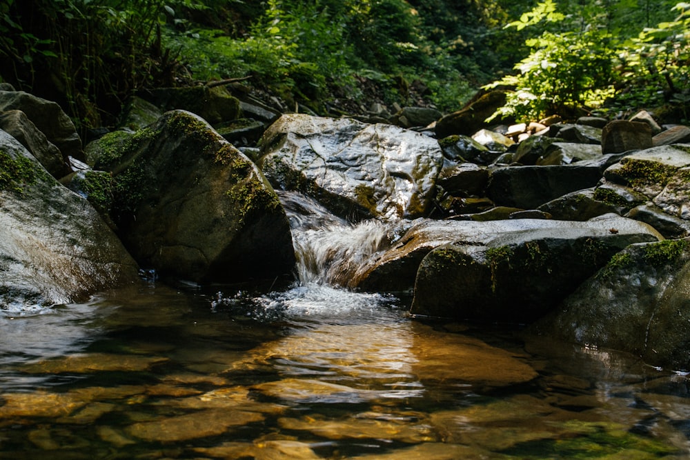 green moss on gray rocks in river