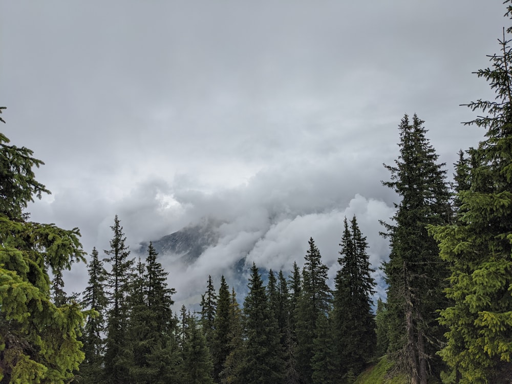 Des arbres verts sous des nuages blancs