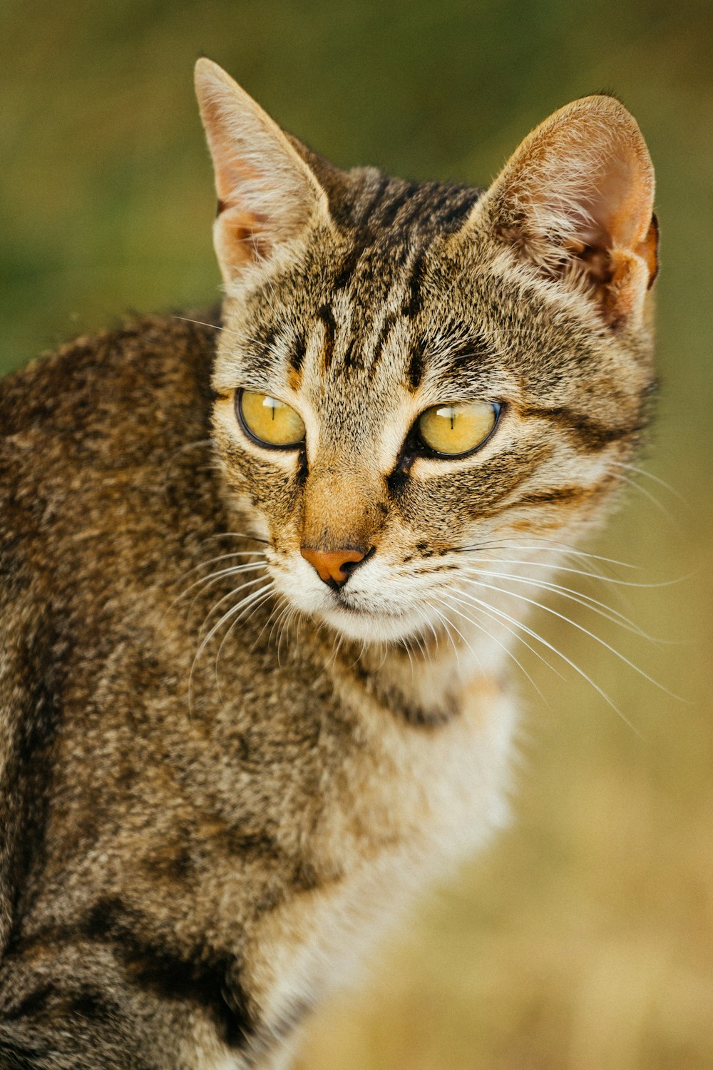 brown tabby cat in close up photography