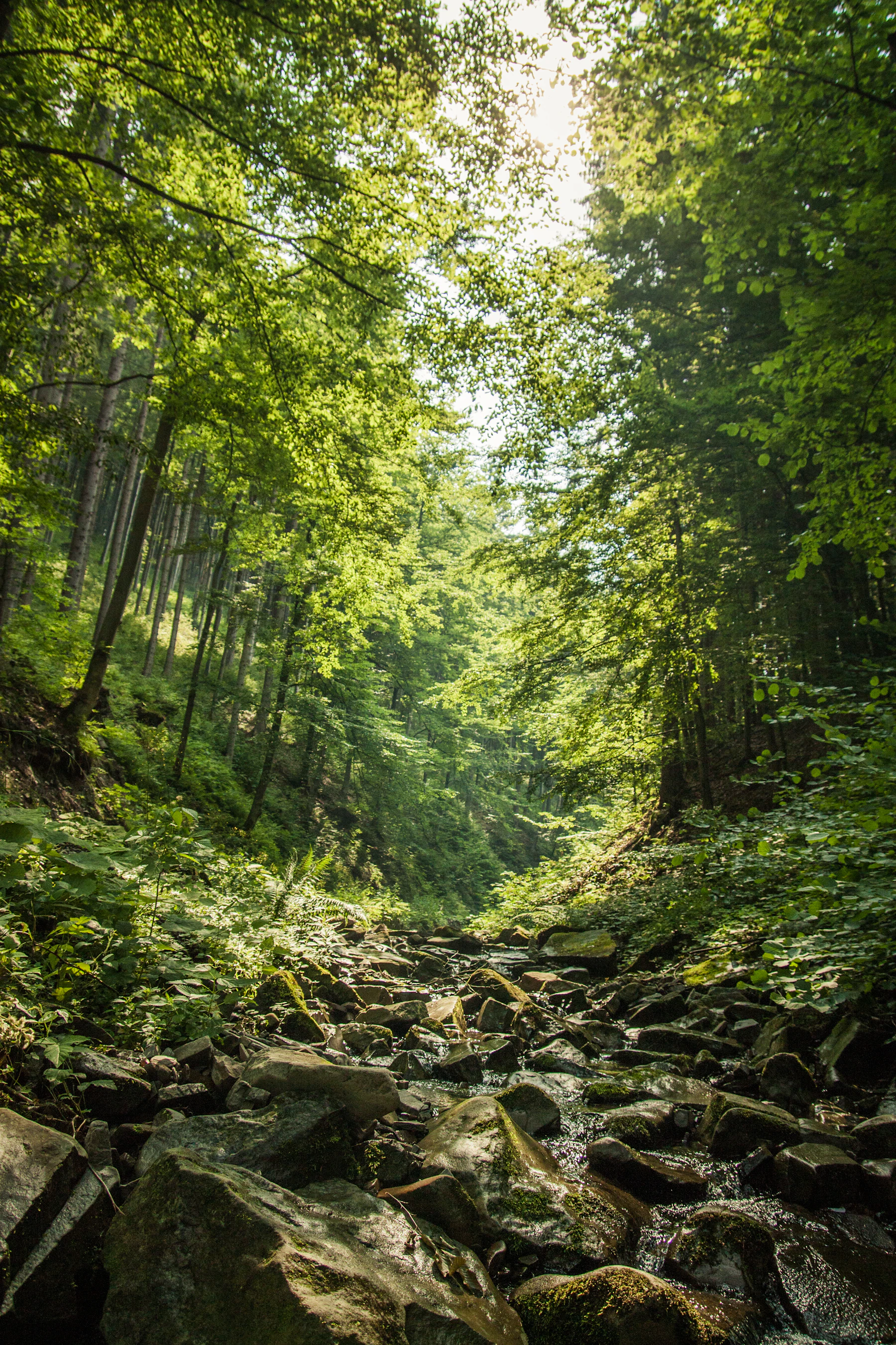 Placeholder photo of a quiet creek through the woods