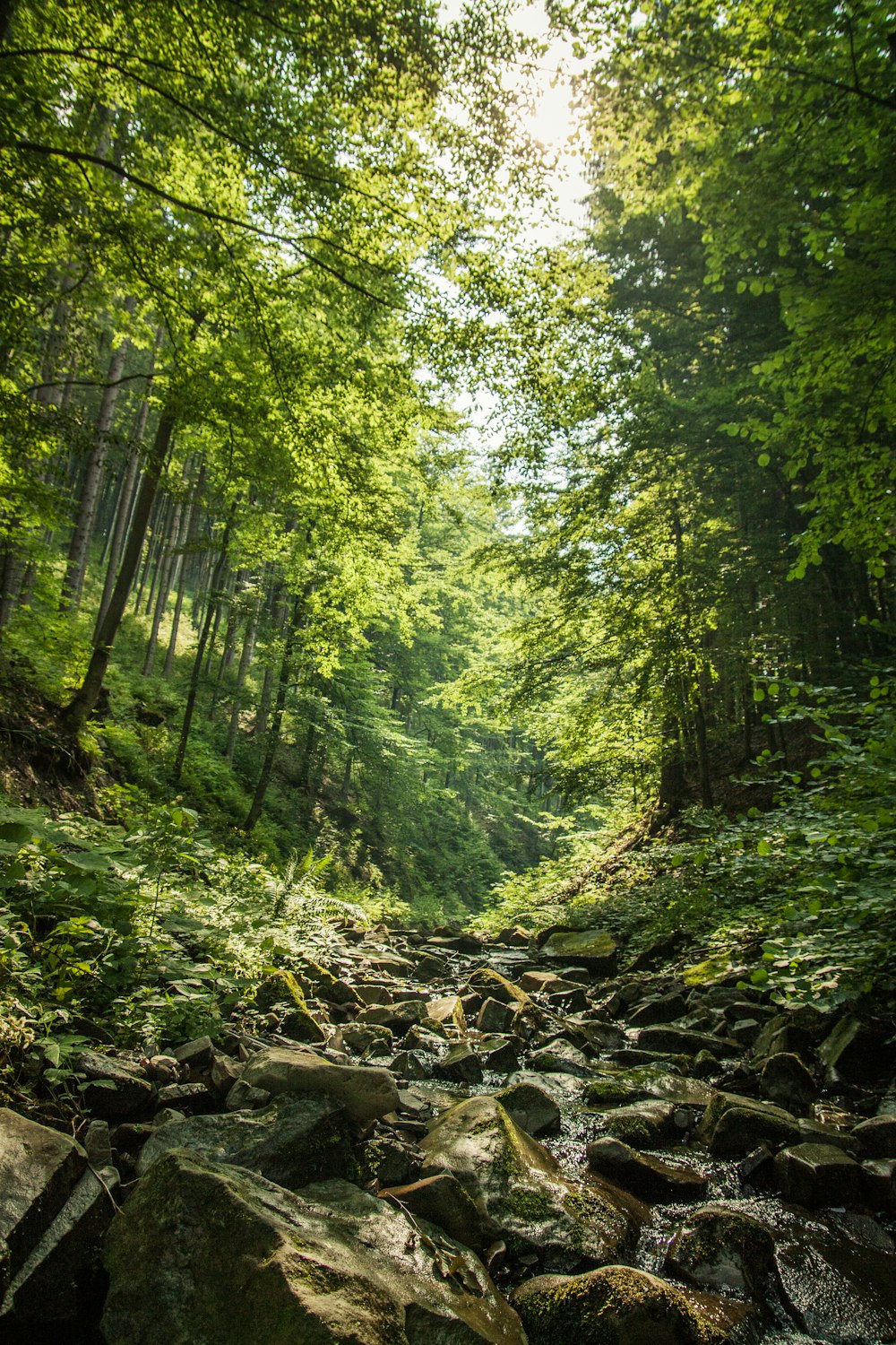 green trees and rocks in forest during daytime