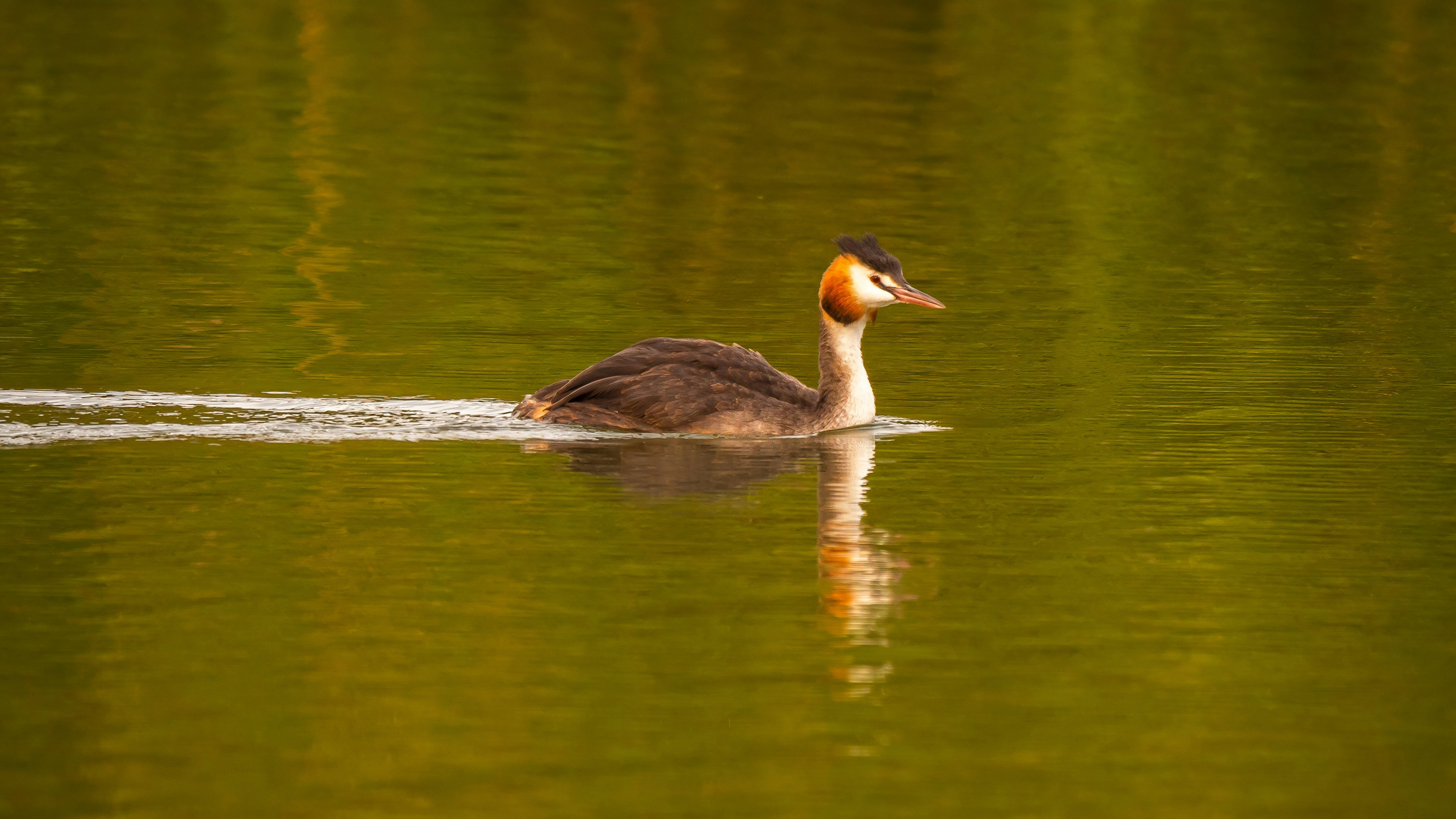 brown duck on water during daytime