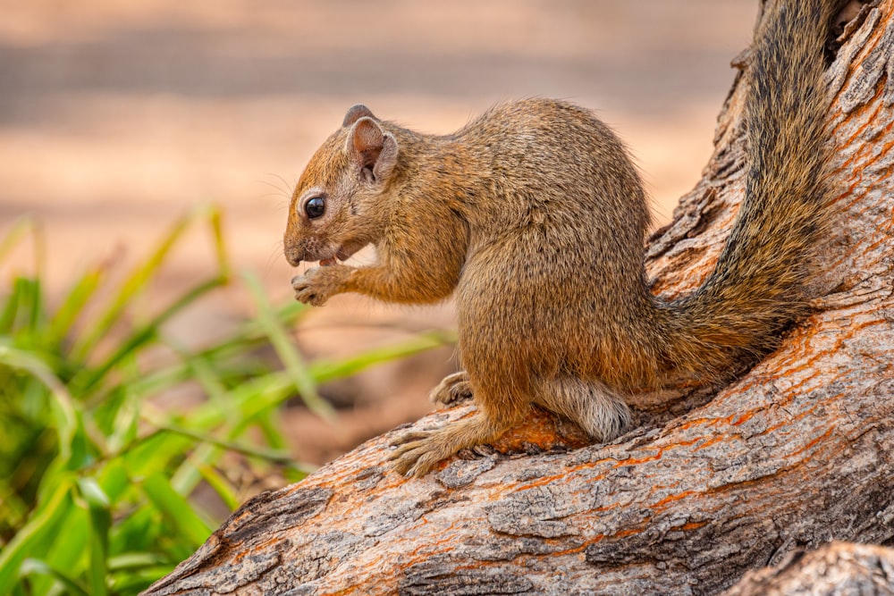 brown squirrel on brown tree trunk during daytime