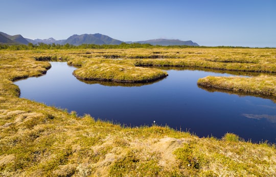 green grass field near lake under blue sky during daytime in Andøya Norway