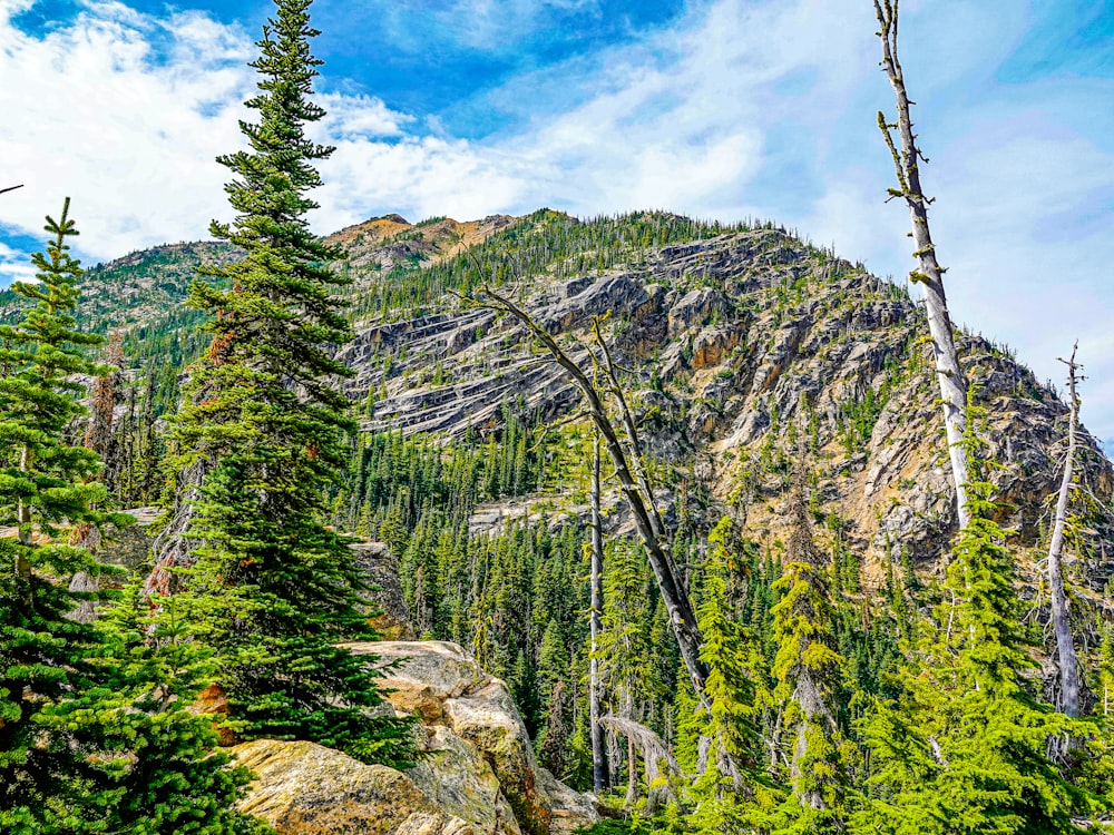 green pine trees on rocky mountain under blue sky during daytime