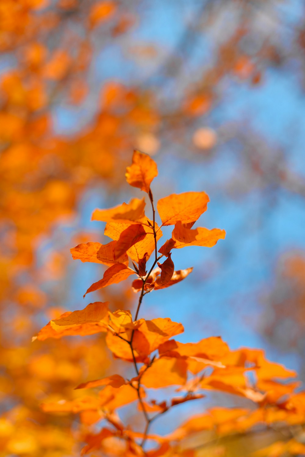 orange leaves in tilt shift lens