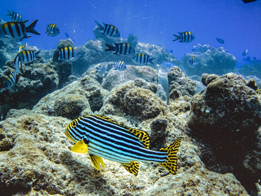 yellow and black striped fish on body of water