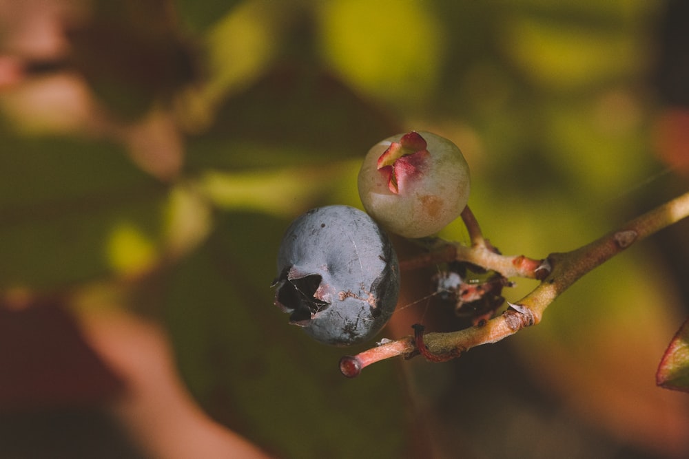 purple fruit on brown stem