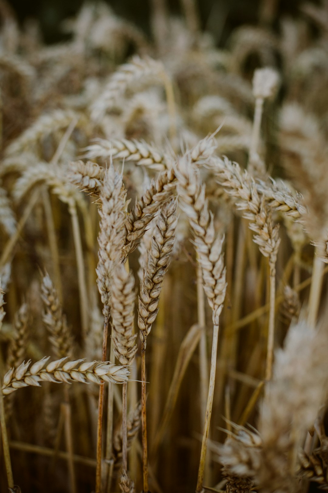 brown wheat field during daytime