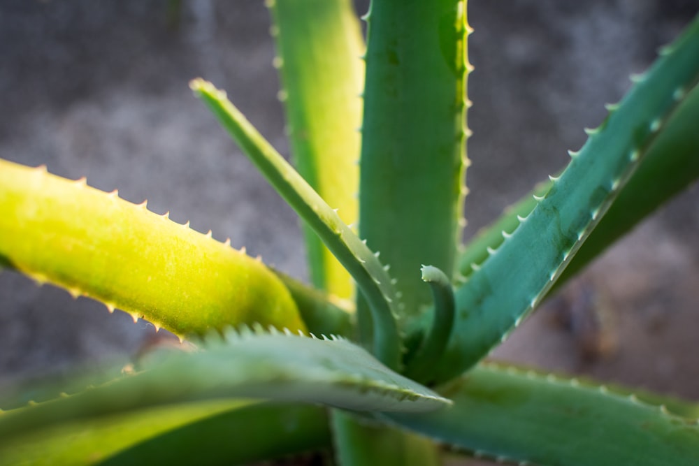 yellow and green plant in close up photography