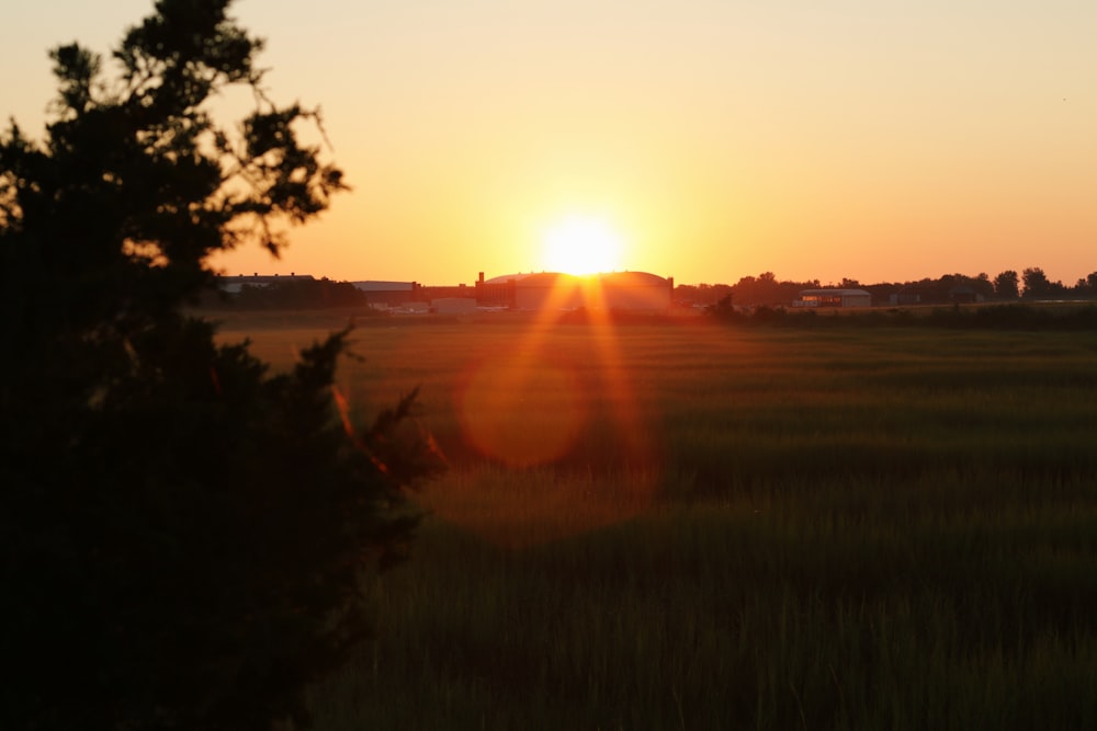 Champ d’herbe verte au coucher du soleil