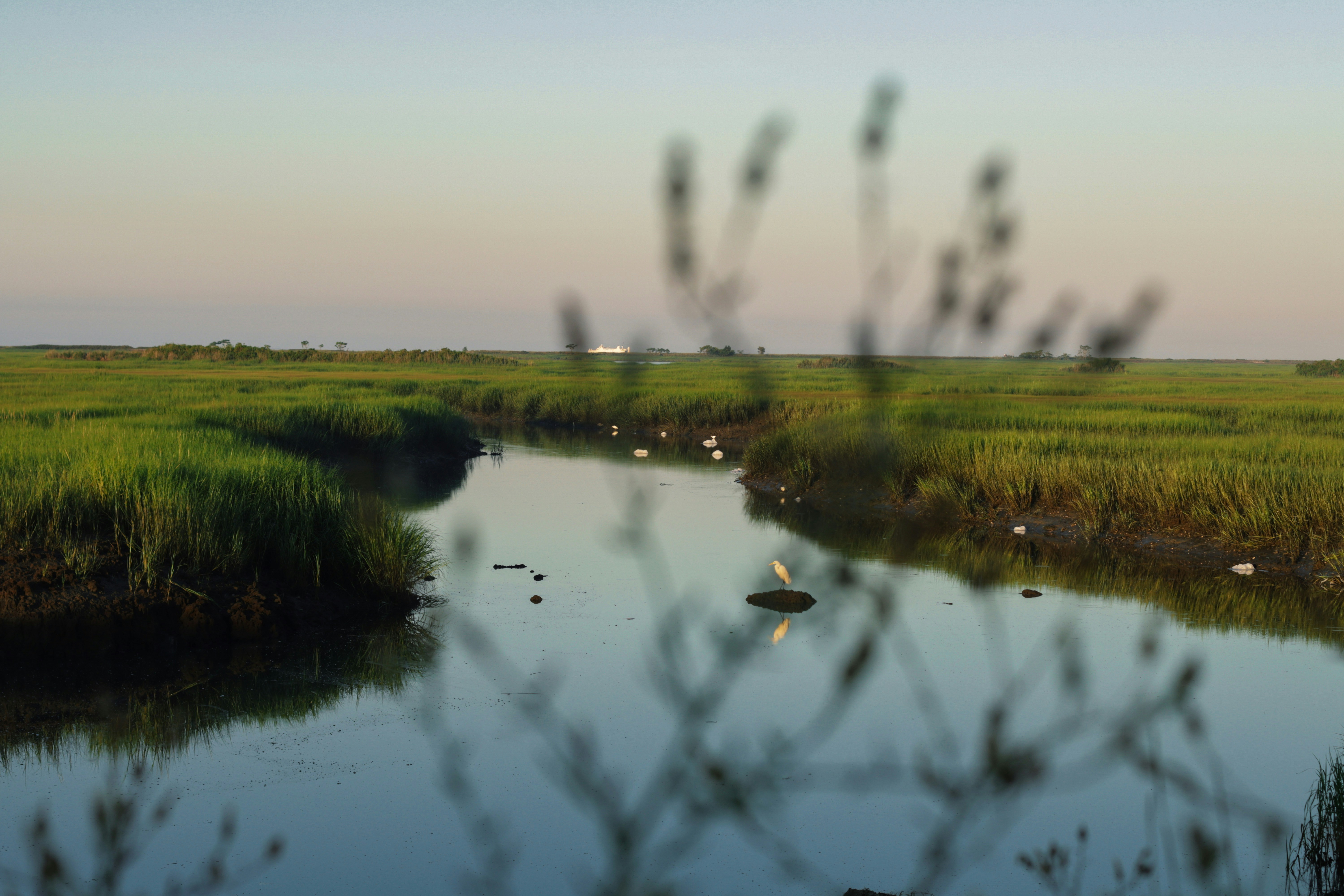 Marsh Serenity