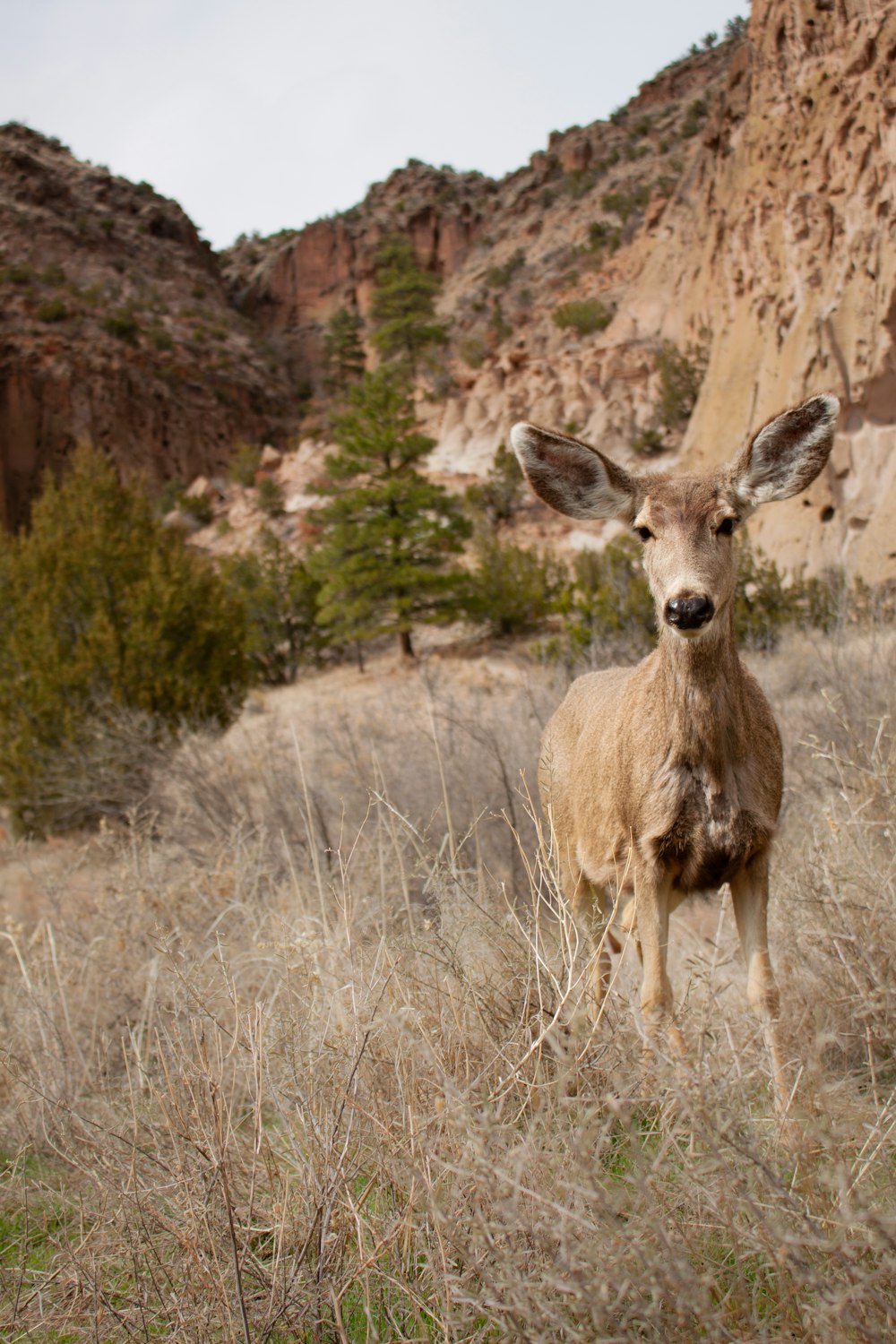 brown deer on brown grass field during daytime