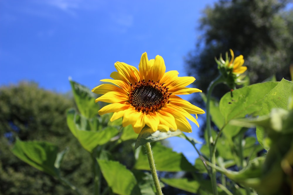 yellow sunflower in bloom during daytime