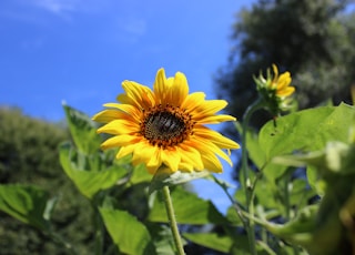 yellow sunflower in bloom during daytime