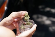 Hands gently hold a jar with cannabis buds, carefully selecting a piece from the container. The sunlight highlights the texture and details of the green and brown plant material, creating a natural and organic feel.