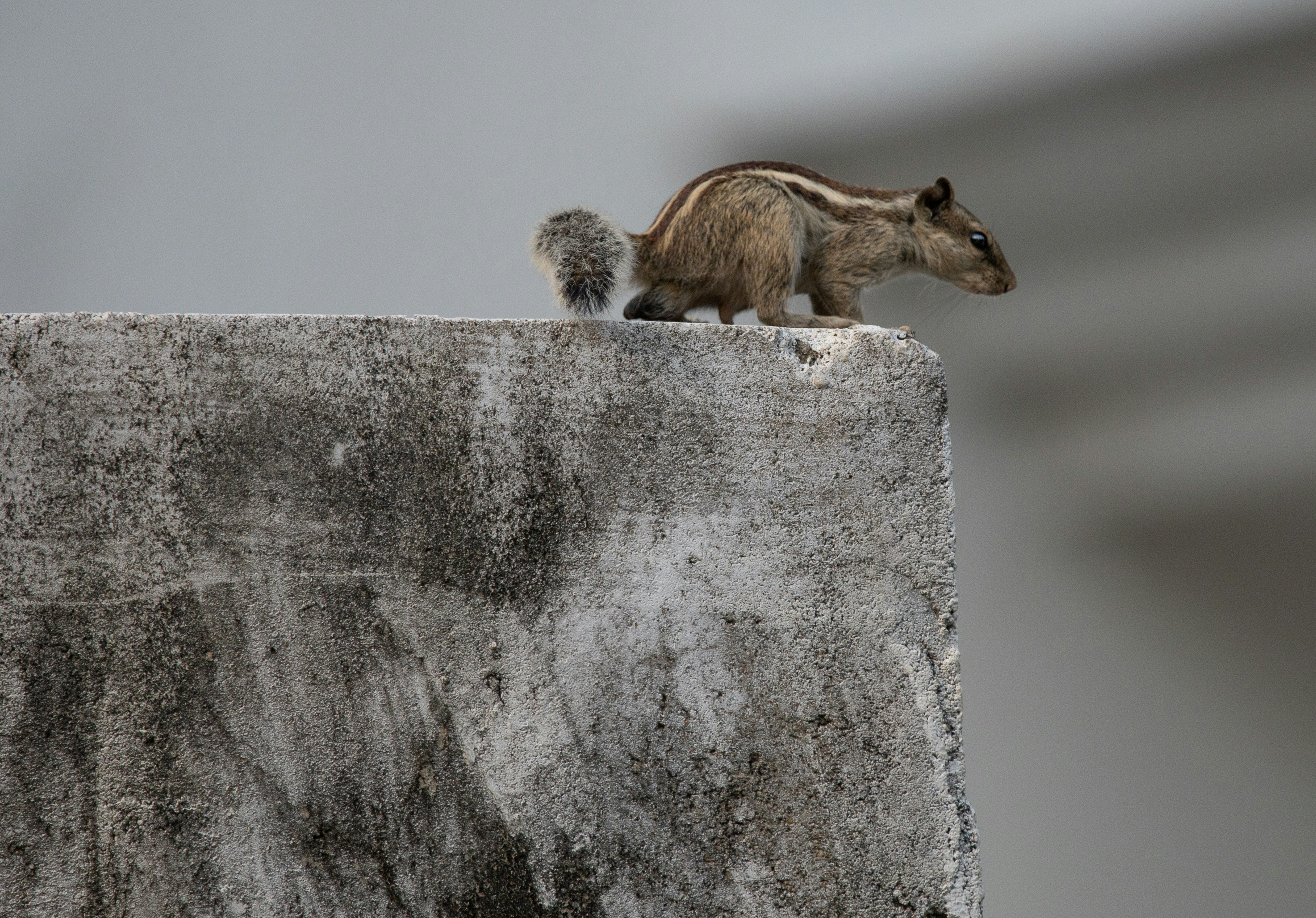 brown squirrel on gray concrete wall during daytime