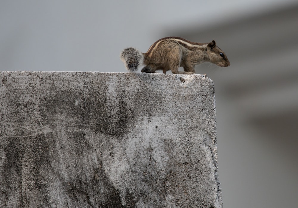 brown squirrel on gray concrete wall during daytime