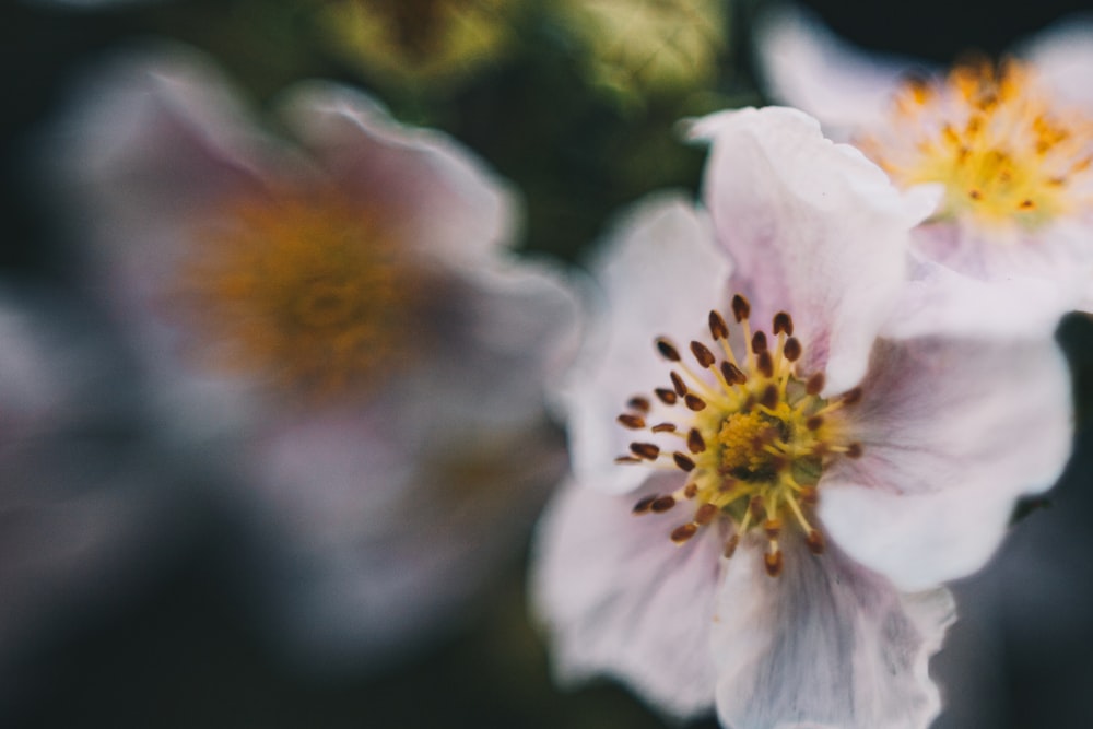 white flower in tilt shift lens