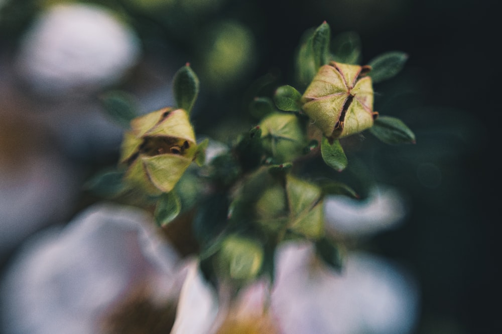 green leaves in tilt shift lens