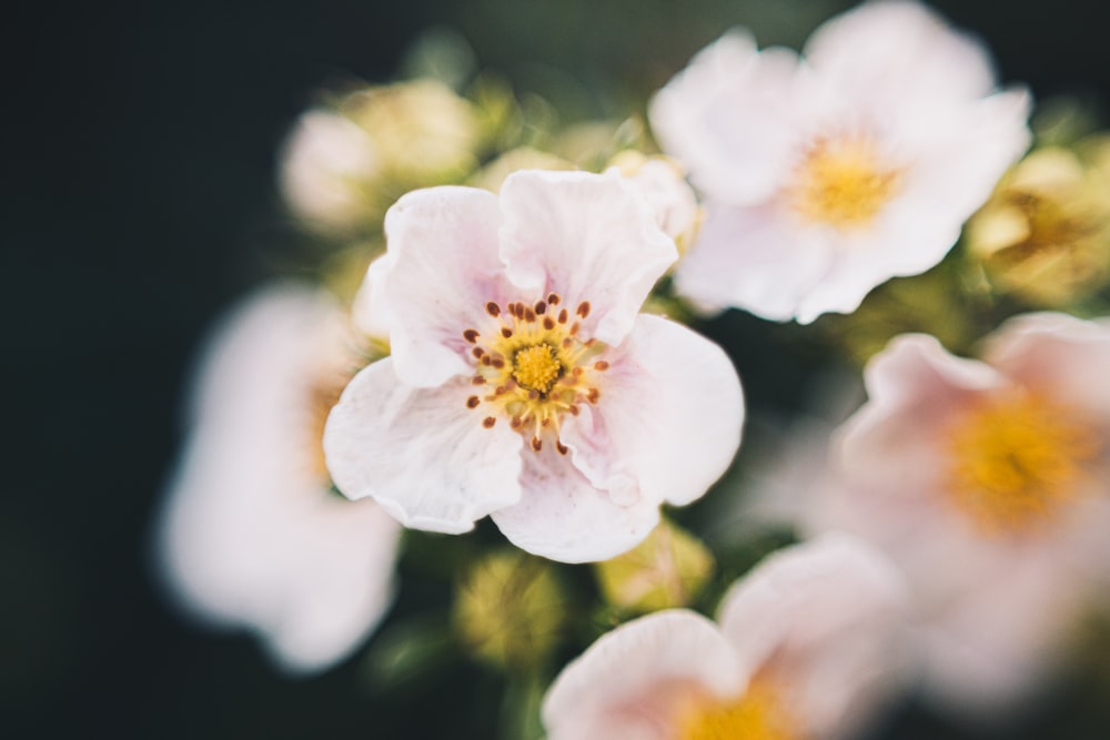 white cherry blossom in bloom during daytime