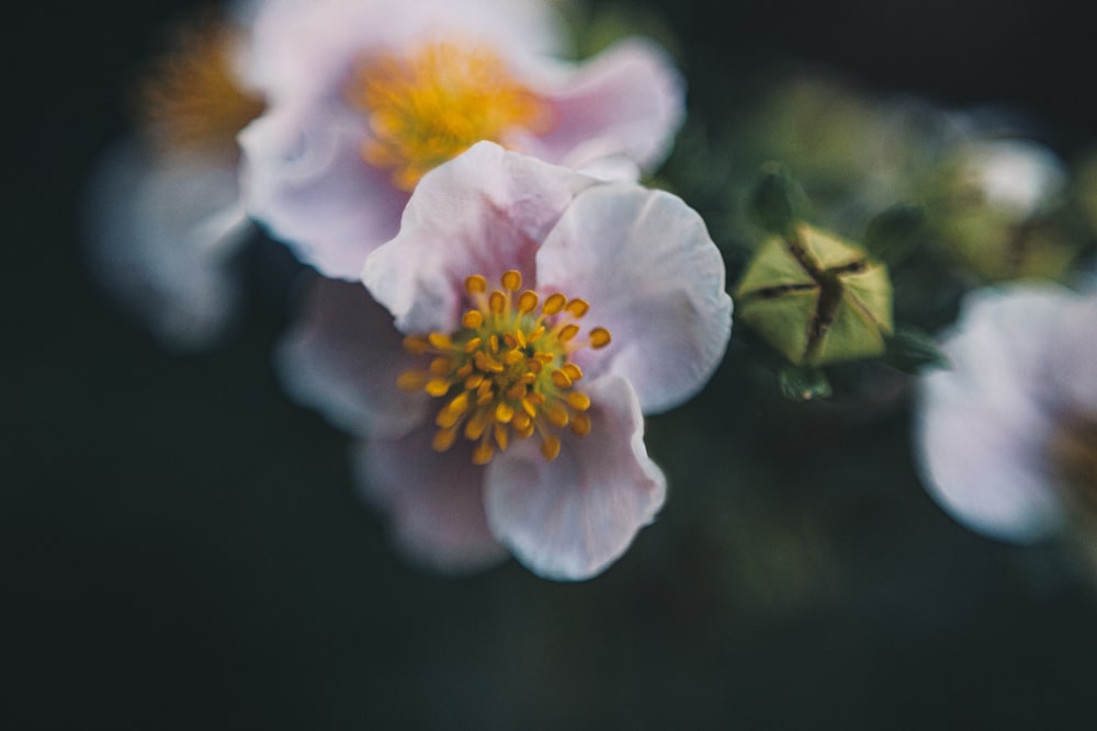 white and pink flower in tilt shift lens