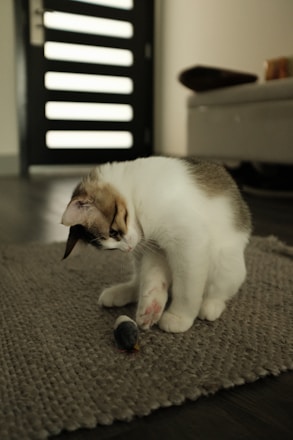 A playful tabby cat chasing a toy mouse in a cozy living room.