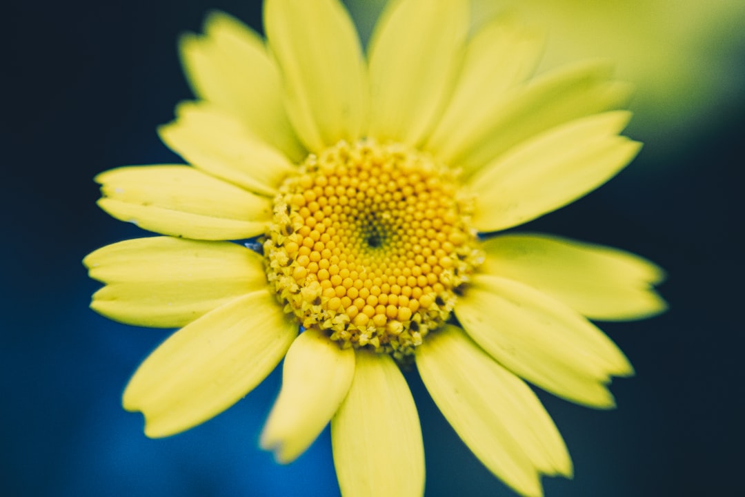 yellow flower in macro lens photography