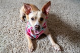 A happy dog wearing a cute bandana lounging on a cozy rug near a woven basket filled with toys