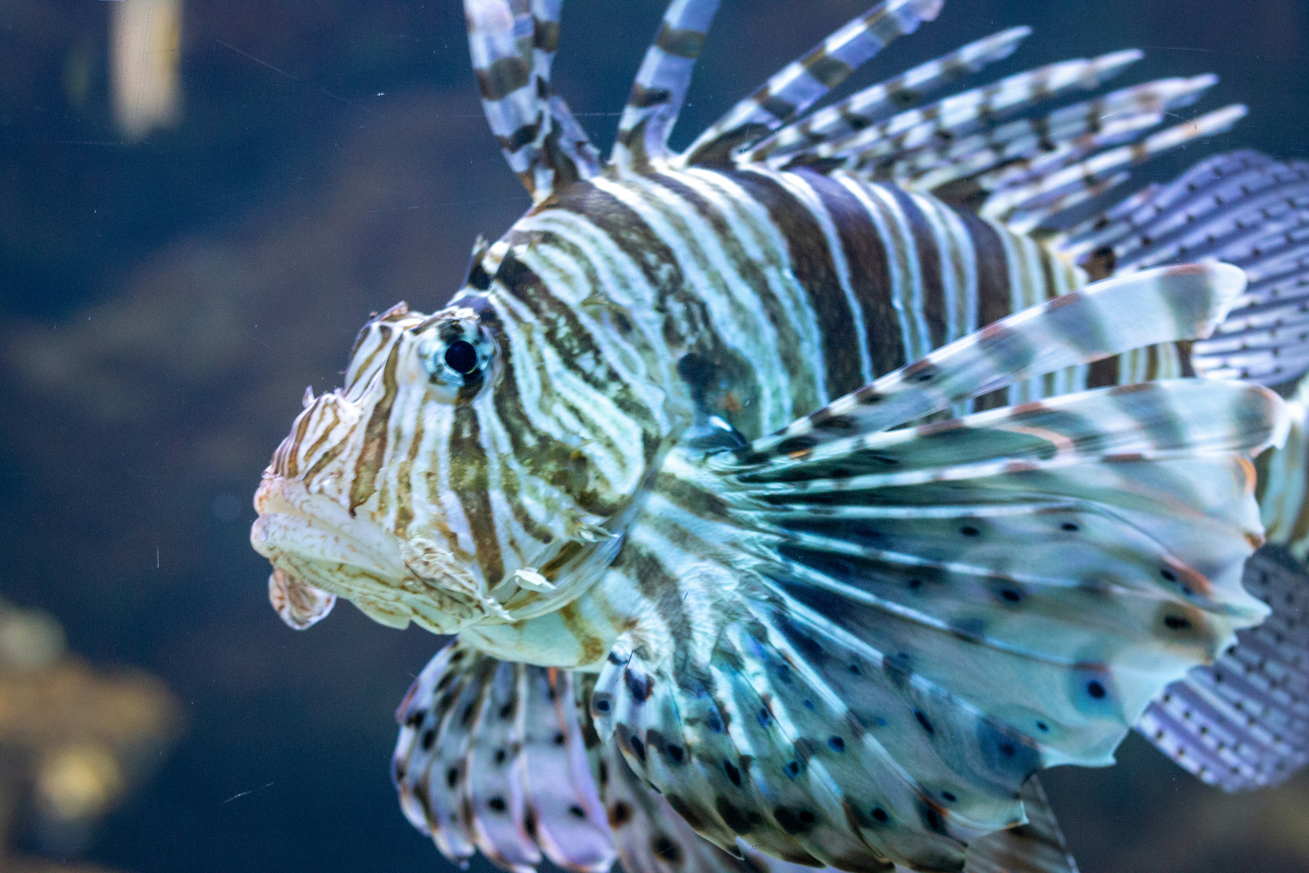 Lionfish