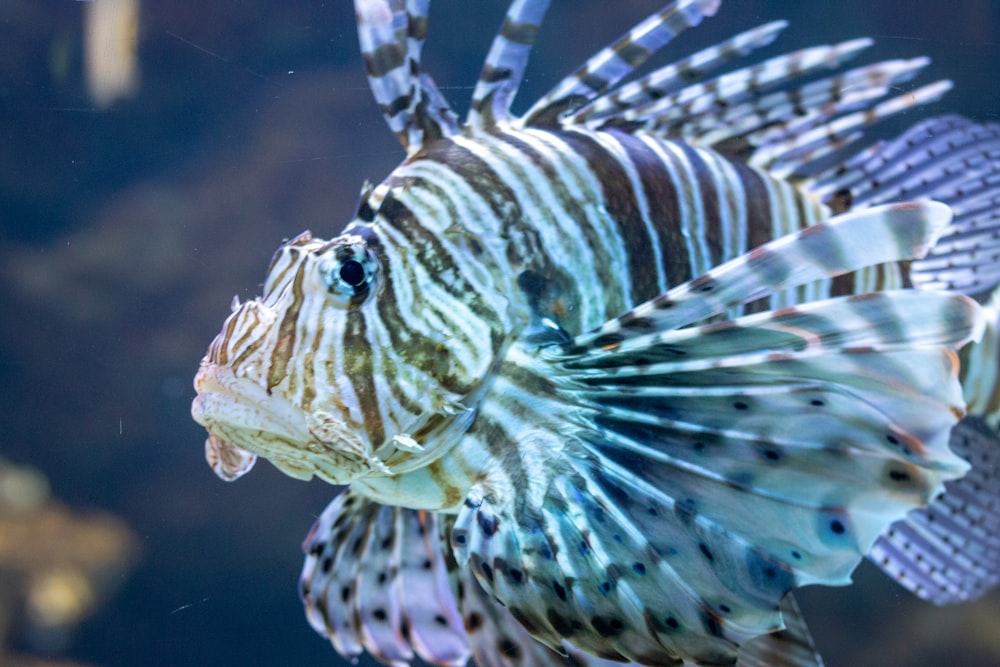 brown and white striped fish