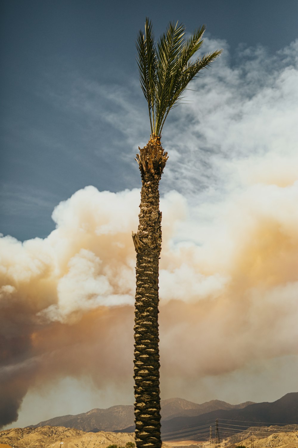 brown tree under white clouds