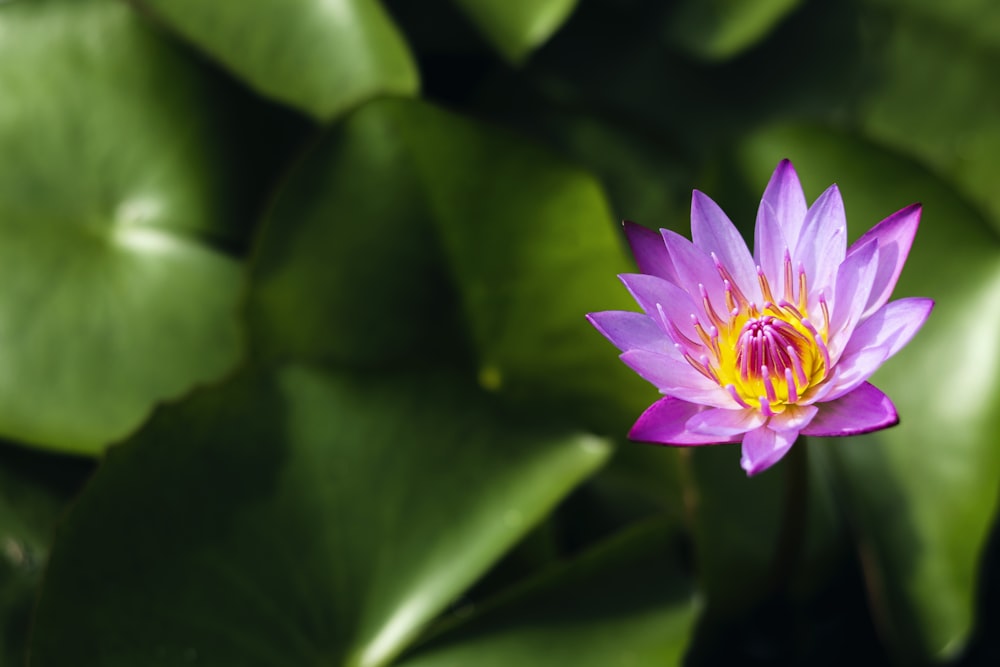 purple flower in tilt shift lens