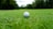 A white golf ball sits in the middle of a lush, green grassy field with trees and a slightly blurred background.