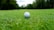 A white golf ball sits in the middle of a lush, green grassy field with trees and a slightly blurred background.
