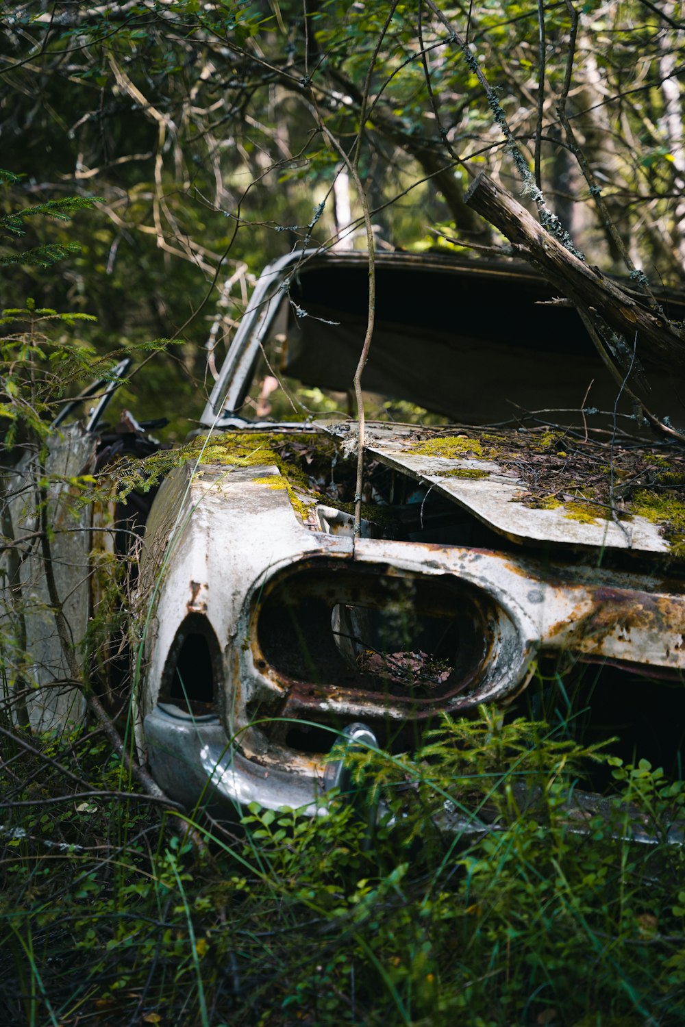 white and black car in forest