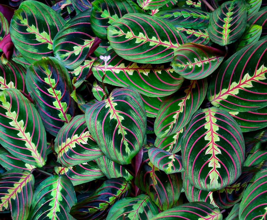 green and white plant leaves