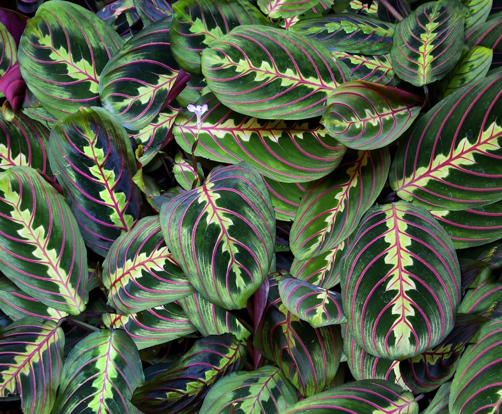 green and white plant leaves