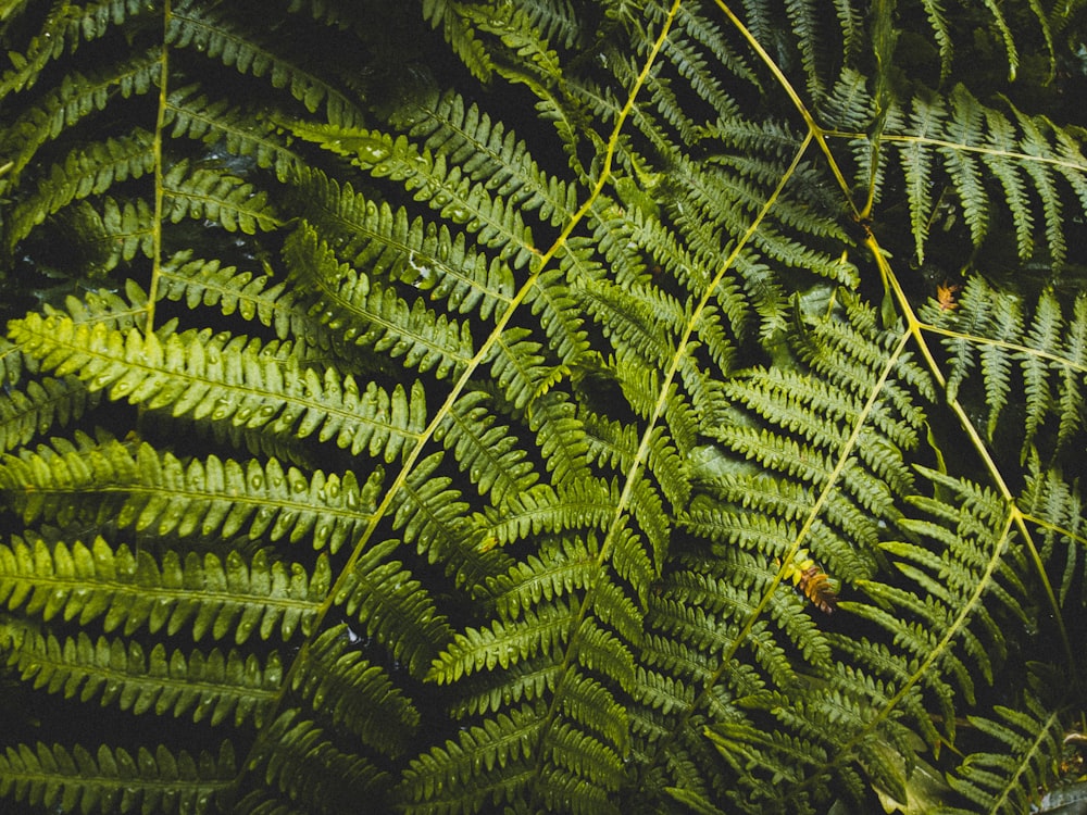 green fern plant in close up photography