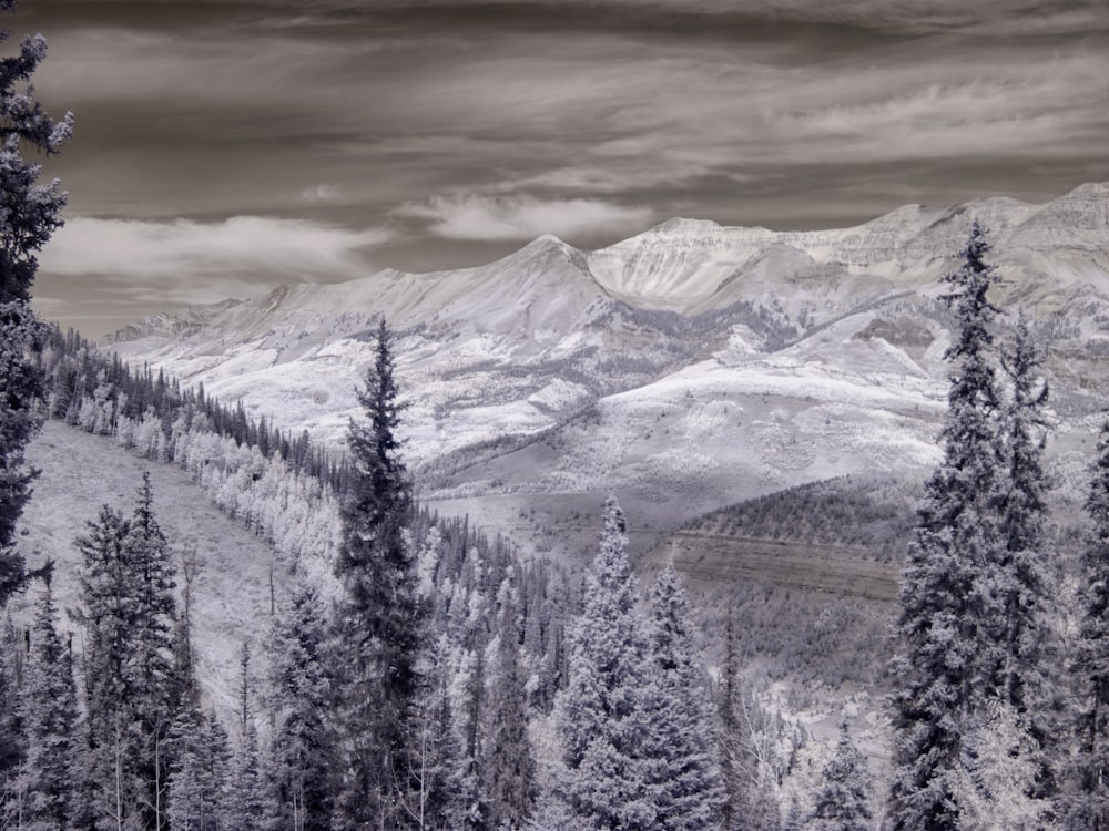 snow covered trees and mountains during daytime