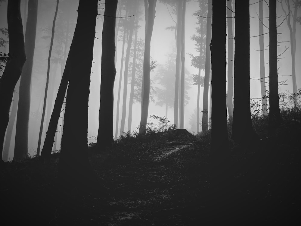 Foto en escala de grises de árboles del bosque